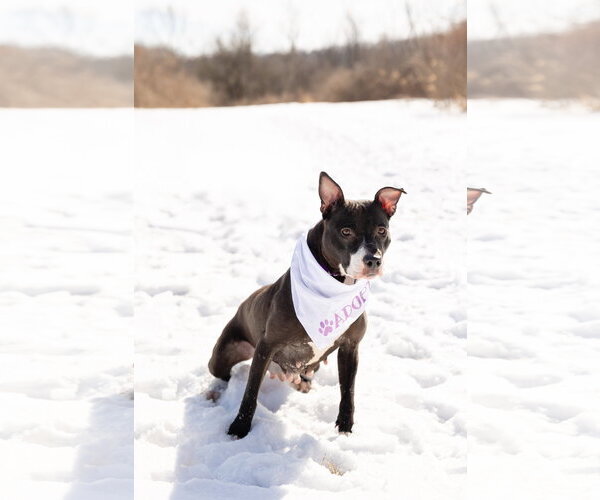 Medium Photo #4 Mutt Puppy For Sale in Crete, IL, USA