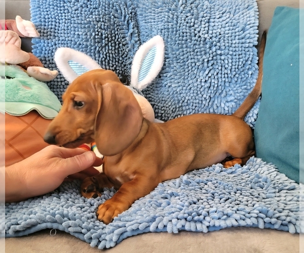Medium Photo #3 Dachshund Puppy For Sale in WALLACE, CA, USA