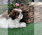 Small #4 Shih Tzu