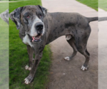 Small #2 Great Dane