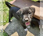 Small Mutt