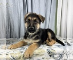 Small Photo #9 German Shepherd Dog Puppy For Sale in GREENWOOD, IN, USA