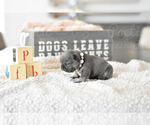 Small Photo #1 French Bulldog Puppy For Sale in FORT LAUDERDALE, FL, USA