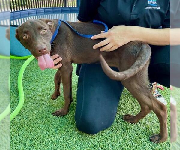 Medium Photo #2 Labrador Retriever Puppy For Sale in Baytown, TX, USA