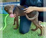 Small #1 Labrador Retriever