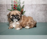 Small #1 Shih Tzu