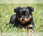 Small #5 Miniature American Shepherd