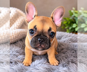 French Bulldog Puppy for sale in CARLSBAD, CA, USA