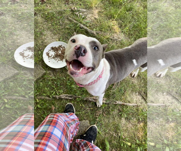 Medium Photo #32 American Pit Bull Terrier-Unknown Mix Puppy For Sale in Germantown, OH, USA