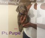 Puppy Purple Labrador Retriever