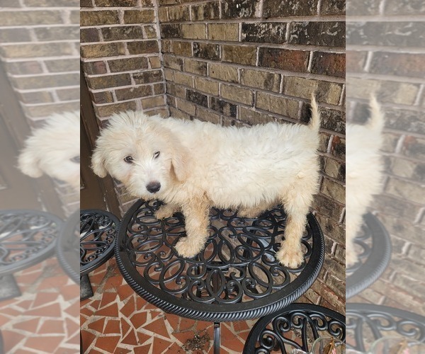 Medium Photo #5 Pyredoodle Puppy For Sale in BIRMINGHAM, AL, USA