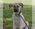 Small #9 Labrador Retriever Mix