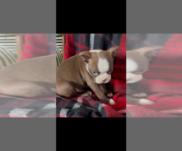 Medium Photo #4 Boston Terrier Puppy For Sale in NILES, MI, USA