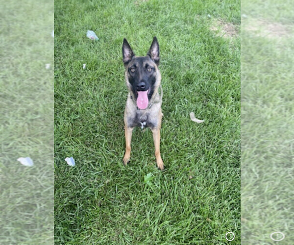 Medium Photo #1 Belgian Malinois Puppy For Sale in SYRACUSE, IN, USA