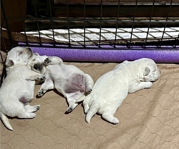 Medium Photo #18 West Highland White Terrier Puppy For Sale in PHOENIX, AZ, USA