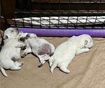 Small Photo #18 West Highland White Terrier Puppy For Sale in PHOENIX, AZ, USA