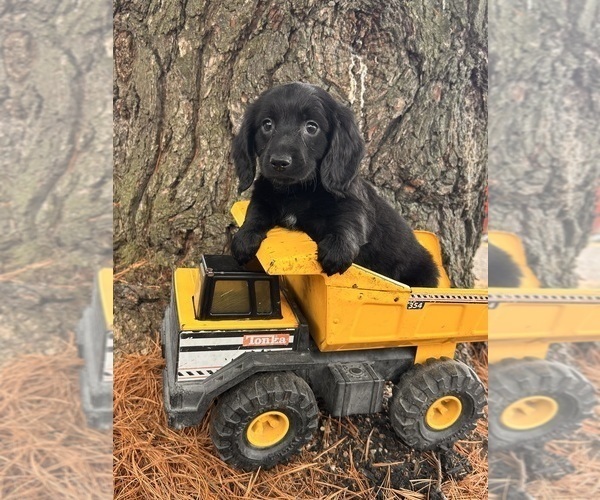 Medium Photo #2 Dachshund Puppy For Sale in MIDDLEBURY, IN, USA