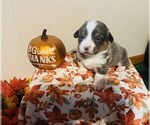 Puppy Flo Pembroke Welsh Corgi
