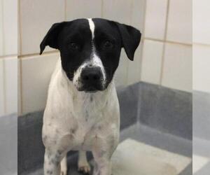 Pointer-Unknown Mix Dogs for adoption in San Antonio, TX, USA