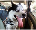 Small Photo #2 Siberian Husky Puppy For Sale in Sanford, FL, USA