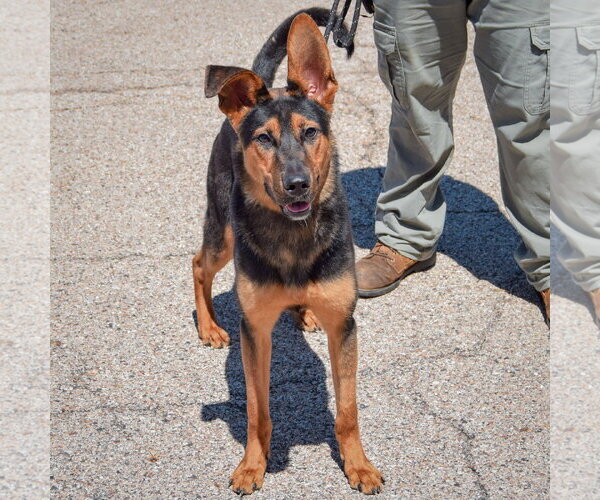 Medium Photo #2 Collie-German Shepherd Dog Mix Puppy For Sale in Huntley, IL, USA