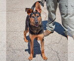Small #1 Collie-German Shepherd Dog Mix