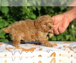 Small #15 Poodle (Toy)