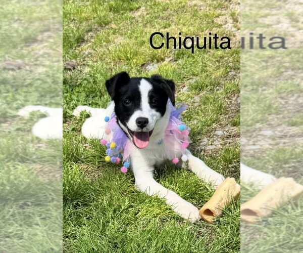 Medium Photo #3 Mutt Puppy For Sale in Conway, AR, USA