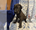 Puppy Mr Navy Great Dane