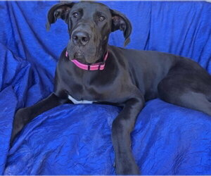 Mia - Female Great Dane Dog for Adoption - Photo #6