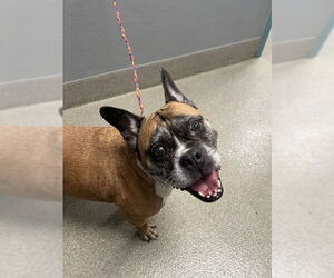 French Bulldog-Unknown Mix Dogs for adoption in Las Vegas, NV, USA
