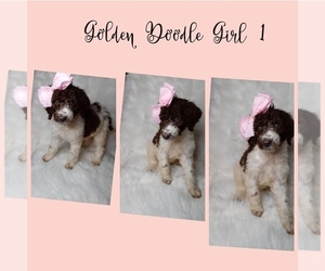 Goldendoodle-Poodle (Standard) Mix Puppy for sale in INDIANAPOLIS, IN, USA