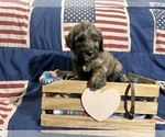Puppy 2 Saint Berdoodle