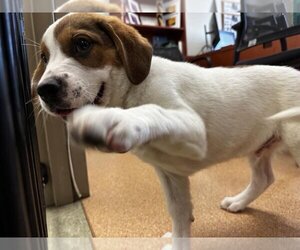 Saint Bernard-Unknown Mix Dogs for adoption in San Antonio, TX, USA