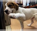 Small Photo #1 Saint Bernard-Unknown Mix Puppy For Sale in San Antonio, TX, USA
