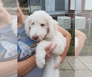 Poodle (Standard) Puppy for sale in SOUTHFIELD, MI, USA
