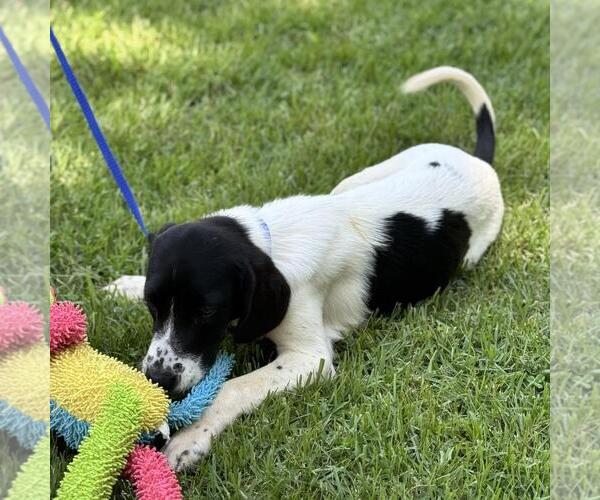 Medium Photo #2 Labrador Retriever-Unknown Mix Puppy For Sale in Yardley, PA, USA