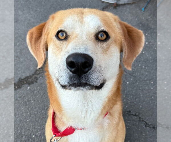 Medium Photo #12 Mutt Puppy For Sale in Canton, CT, USA