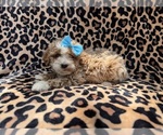 Small Cockapoo (Miniature)