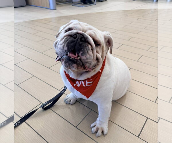 Medium Photo #7 Bulldog Puppy For Sale in San Jose, CA, USA