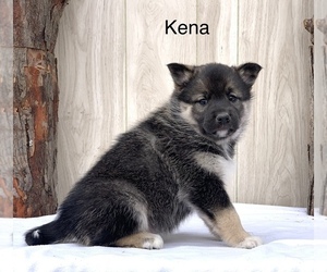 Norwegian Elkhound-Siberian Husky Mix Puppy for sale in FREDERICKSBG, OH, USA