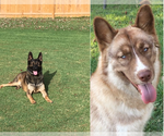 Small Photo #2 German Shepherd Dog-Siberian Husky Mix Puppy For Sale in FINKSBURG, MD, USA