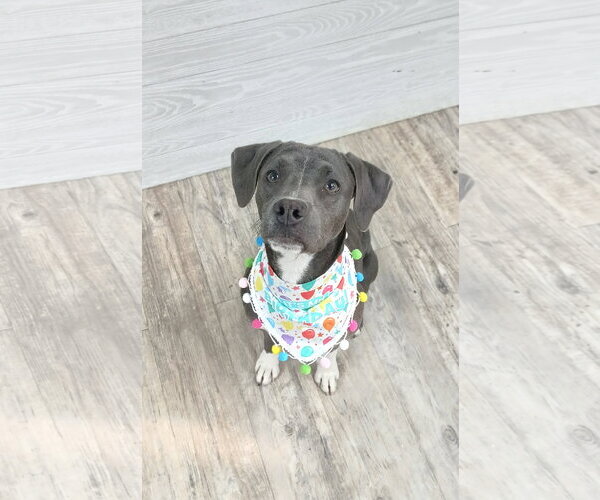 Medium Photo #4 Mutt Puppy For Sale in Murfreesboro, NC, USA