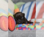 Puppy Puppy 3 French Bulldog