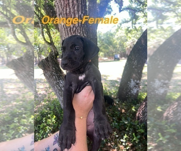 Medium Photo #8 Great Dane Puppy For Sale in FORT DENAUD, FL, USA