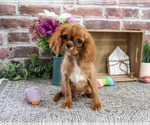 Image preview for Ad Listing. Nickname: Daphne