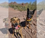 Small #3 German Shepherd Dog
