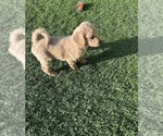 Small Photo #13 Goldendoodle Puppy For Sale in EL MIRAGE, AZ, USA