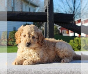 Goldendoodle-Poodle (Miniature) Mix Puppy for sale in GAP, PA, USA