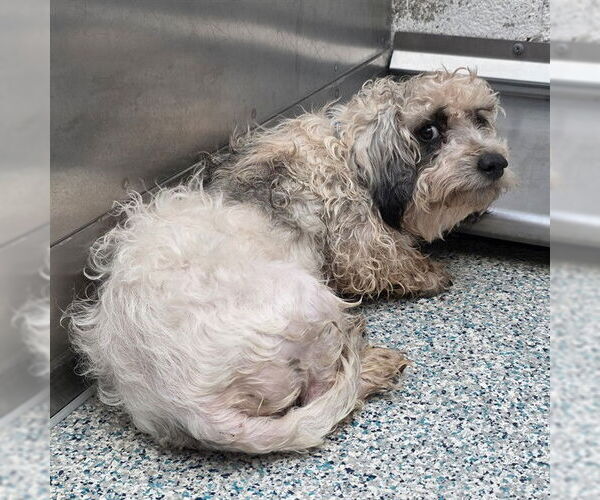 Medium Photo #1 Maltipoo (Miniature) Puppy For Sale in Long Beach, CA, USA